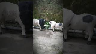 Download lagu #shorts DOMBA KURING | DOMBA GARUT JAWA BARAT #viral mp3