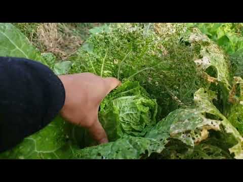 2023.11.26 Los rábanos pueden crecer incluso en terrenos planos. Komatsuna crece mejor en las crestas que en terrenos llanos.