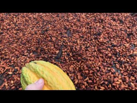 Visiting a Western Africa Cocoa Farm in Ghana