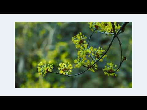 Som de pássaros no campo em uma manhã de primavera para acalmar a mente /1:02/Sinfonia da Floresta.