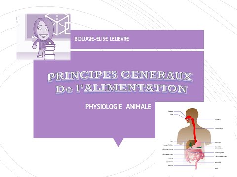 , title : 'Alimentation- Principes généraux'