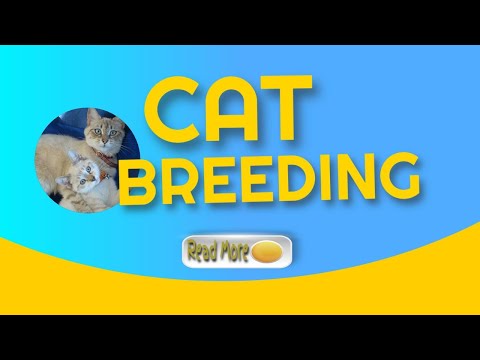 breeding cats