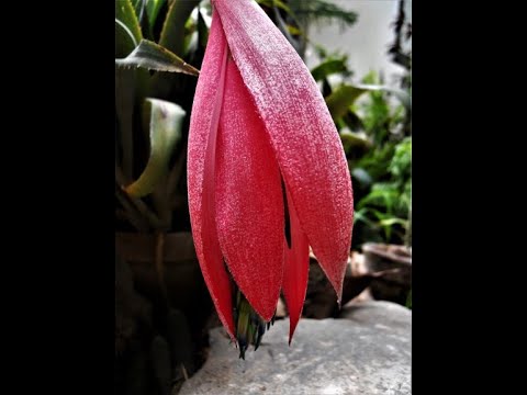 , title : 'The best way to plant and care  Billbergia nutans (Queen's tears )'