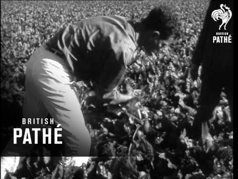 Australian Resort Of Cowra  (1966)