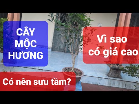 Magnolia tree: Why should you plant and play with it?