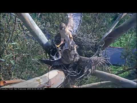 Red-Tail Hawk and Great Horned Owl Confrontation