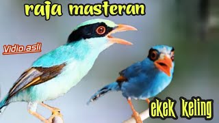 Download lagu EKEK KELING  GACOR SUARA KASAR TAJAM || RAJANYA  MASTERAN mp3