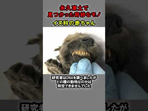 永久凍土に閉じ込められた動物は24,000年の極寒の地を生き抜く