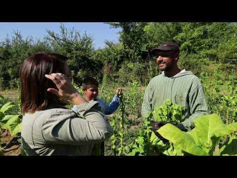 Srpski domaćin ep. 85 23.09.2021. Hrtkovci, Ruma, Živko Rajković, Uzgoj duvana