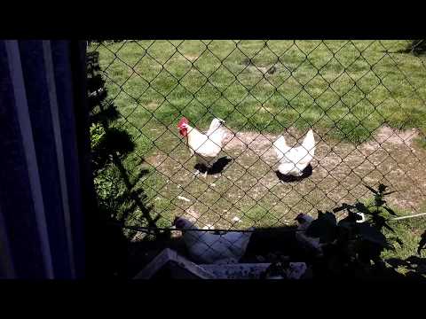Rooster can't do a proper cock-a-doodle-doo.