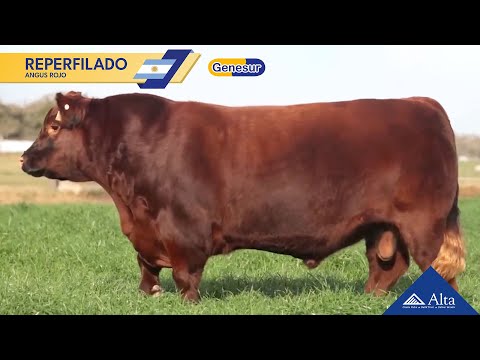 Reperfilado - Angus Rojo