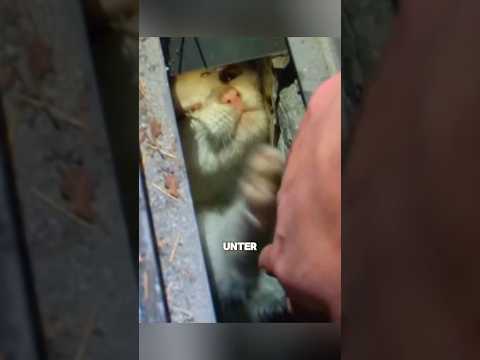 Die Katze lebt unter einer Busstation 😿🥺 #shorts