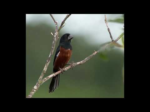 PROGRAMMATION DU CHANT DOLLAR DE GEORGETOWN GUYANA / GEORGETOWN GUYANA DOLLAR SONG PROGRAM