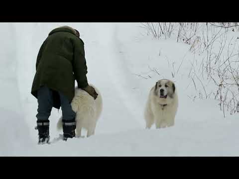 WINTER WALK - JANUARY 17  2026