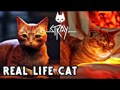 Meet The Real Life Cat Behind The Character in Stray Game 2022