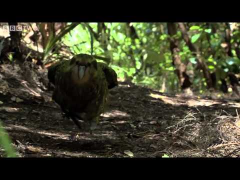 Clumsy Kakapo  The flightless parrot   Natural World  Nature's Misfits preview   BBC Two clip2