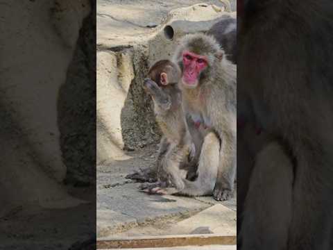 アルナーチャル サルについて詳しく解説