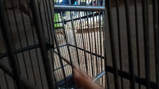 Download lagu Cipow pul miriwit#JOKER CTB# mp3