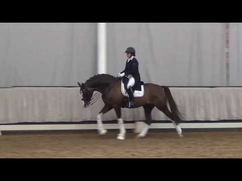 CALLAHO'S BENICIO & Jenny Andersson - Hengstgala Münster-Handorf 06.04.2019