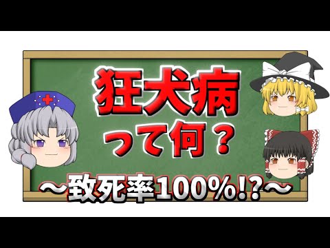 犬の狂犬病 - 症状、感染、治療