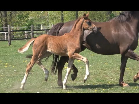 *2020 Stute von Sezuan's Donnerhall - St. Moritz Junior SOLD!!!