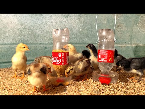 , title : 'Great idea DIY automatic chicken feeder and waterer from COCA COLA plastic bottles'