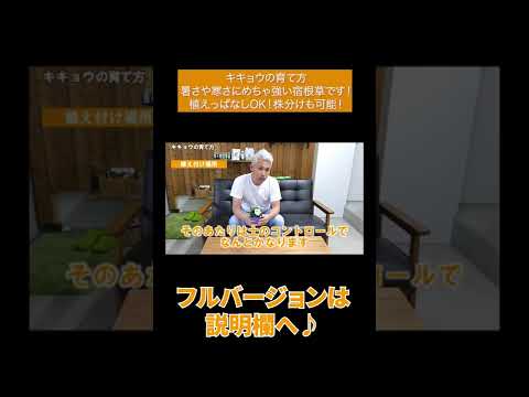 キキョウホウセンカ、ツリフネソウ、ツリフネソウ、ツリフネソウ