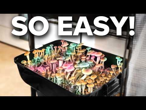 Why Everyone Is Growing Magic Mushrooms At Home