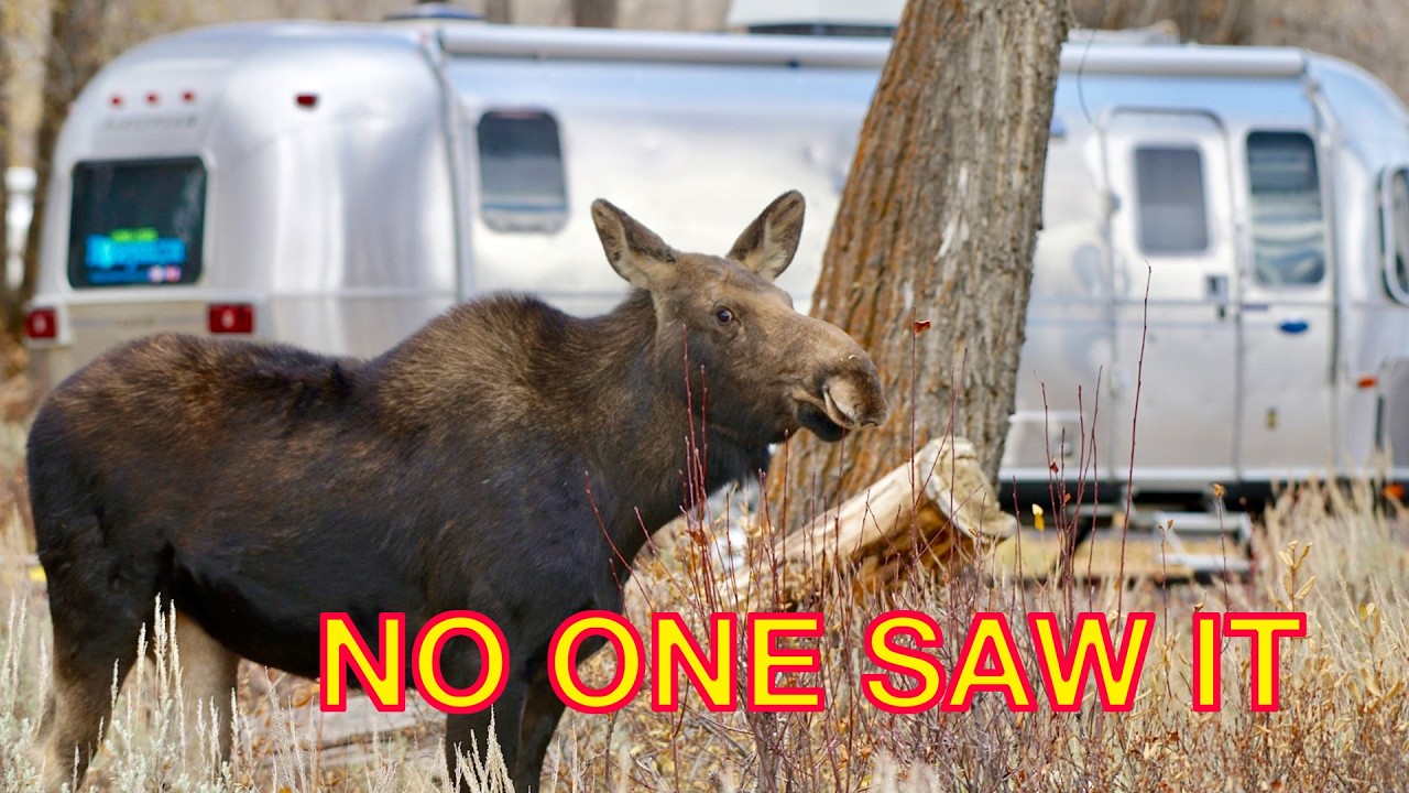 Moose on the Loose: A Full-Timer's Guide to Avoiding RV Disaster (and Becoming a Highway Hero)