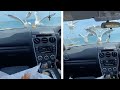 Hungry Seagulls Swarm On Car For Food