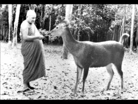Ajahn Chah - Suffering On The Road