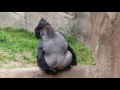 Gorilla makes Poop Great Again.