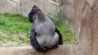 Gorilla Throws Poop At Us