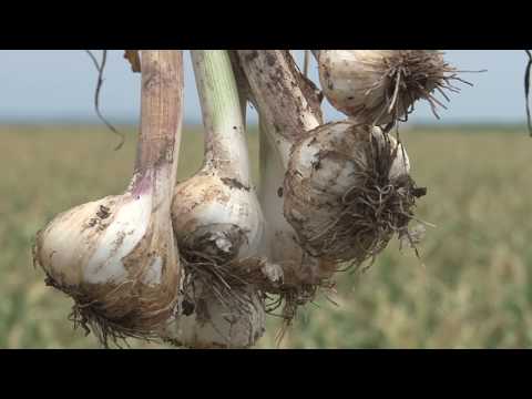 Proizvodnja belog luka - Sakule