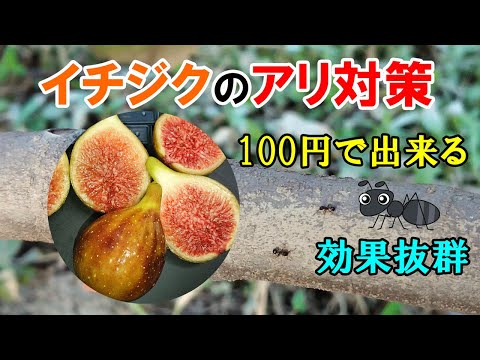 イチジクの木の世話: 3 つの最大の間違い 植物