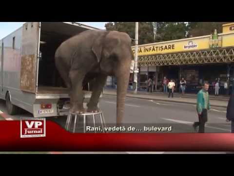 Rani, vedeta de… boulevard