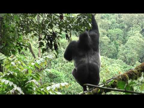 Do Gorillas Swing In Trees