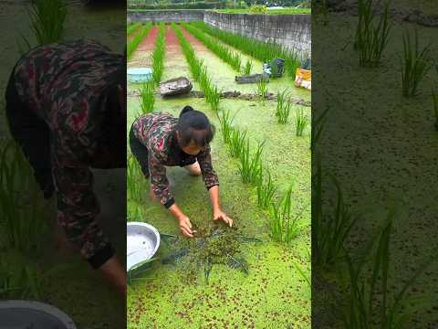 Rural farmer discovers an extraordinary way to catch fish | Satisfying fishing technique #shorts