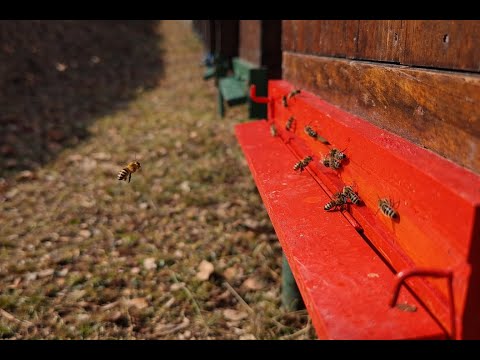 Včely pri práci 🐝 | Pokojný deň na našom včelárskom stanovišti