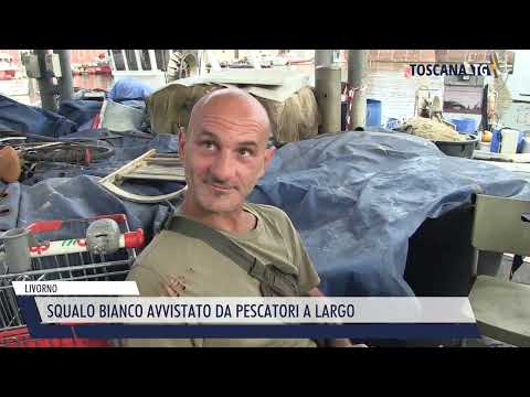 2023-06-23 LIVORNO - SQUALO BIANCO AVVISTATO DA PESCATORI A LARGO