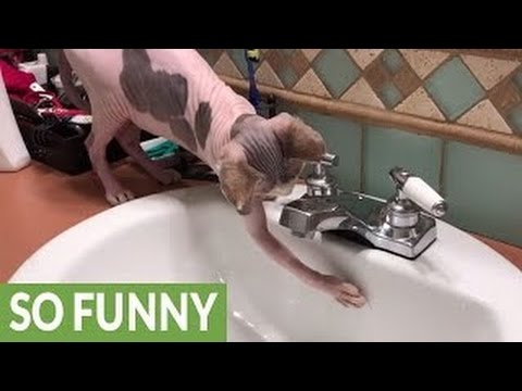 Cat Playlist 2016-11-10