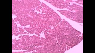 Trial Exam second year (5)