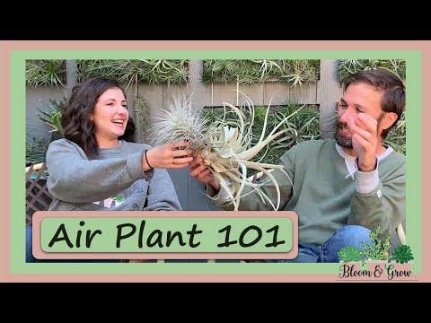 Airplant Care 101 and Airplantman Studio Tour