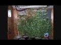 Kill Devil Hills Man Facing Various Charges For Marijuana Plants