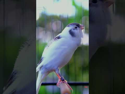 WARNING: Your canary may sing non-stop after this! | Canary's first song after molting