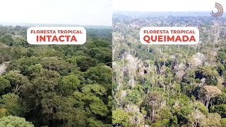 Ciência SP | Florestas resilientes