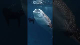 Download lagu Biggest Fish in the World & Swimmer - Feeding Whale Shark #shorts mp3