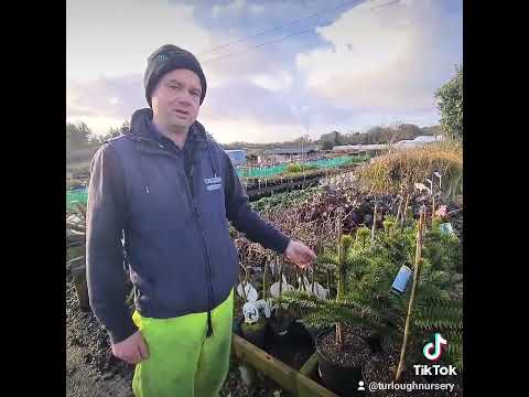 The Monkey Puzzle Tree