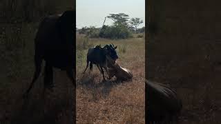 Lioness brings down a powerful wildebeest with remarkable precision