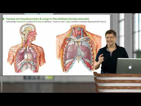 Atmungssystem: Überblick Atemwege (Trachea & Bronchialsystem, Lunge, Pleura, Gefäße, Inn.)